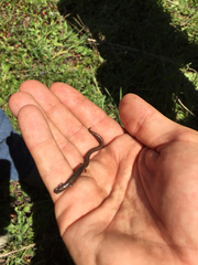 Batrachoseps gregarius