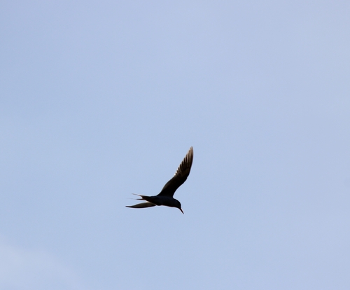 iNaturalist observation photo of Forster's Tern