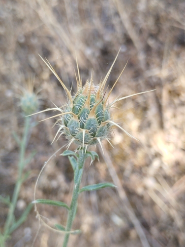 Decorated Knapweed