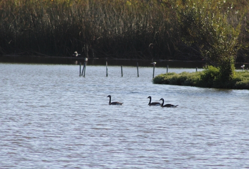 iNaturalist observation photo of Canada Goose