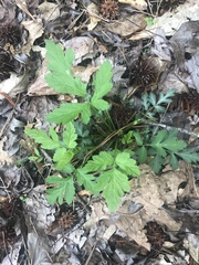 Geum vernum