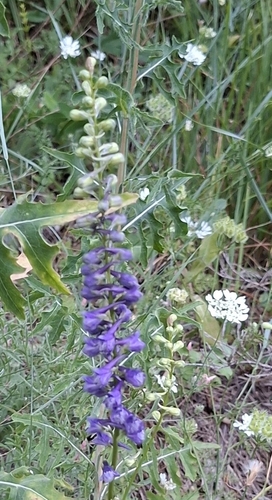 Delphinium fissum