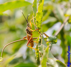 Holhymenia histrio