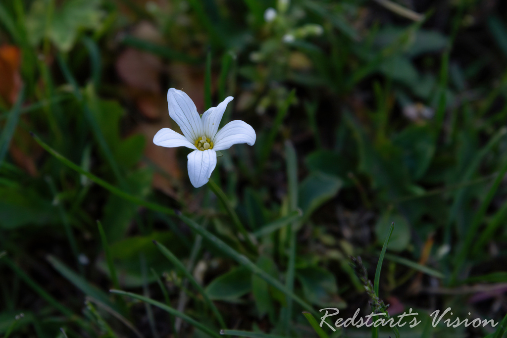 Parnassia bifolia