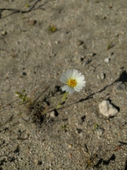 Layia glandulosa