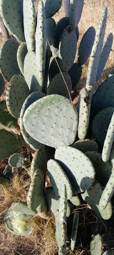nopal tapón