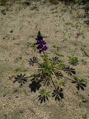 Lupinus odoratus