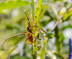 Holhymenia histrio