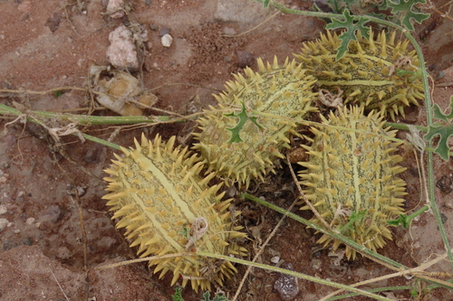 Wild cucumber (Cucumis africanus)