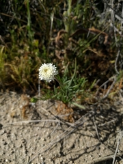 Chaenactis fremontii