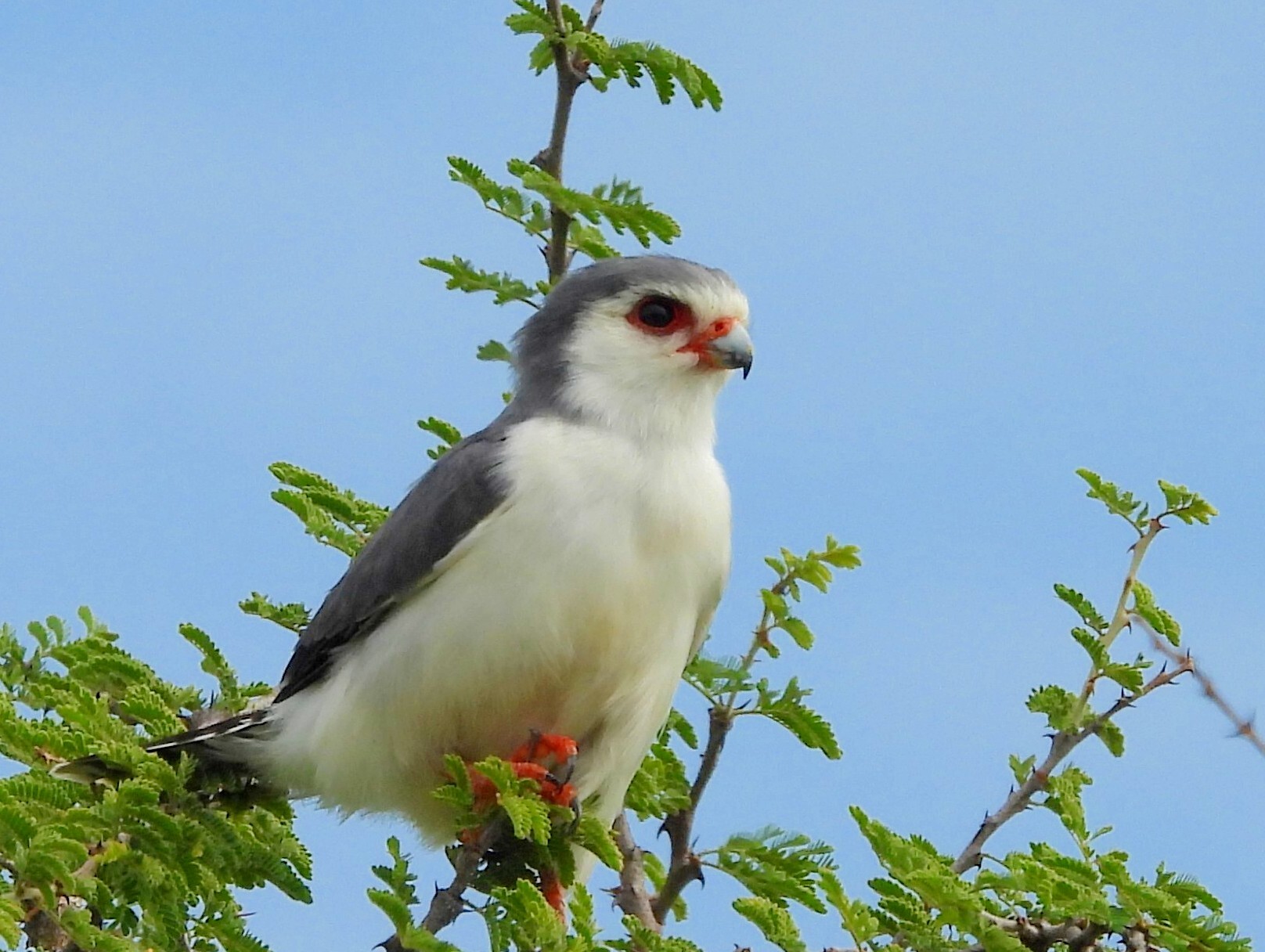 Pygmy Falcon (Polihierax semitorquatus), photo 10