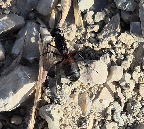 Blood-spotted Sugar Ant