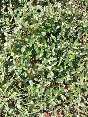 prostrate globe-amaranth