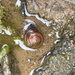 Peninsular Shoulderband Snail - Photo (c) Chris, some rights reserved (CC BY-NC), uploaded by Chris