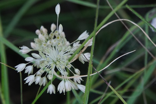 Allium tenuiflorum