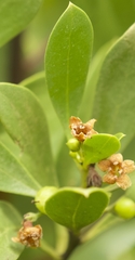 Myoporum boninense, photograph (c) Philwarb, some rights reserved (CC BY)