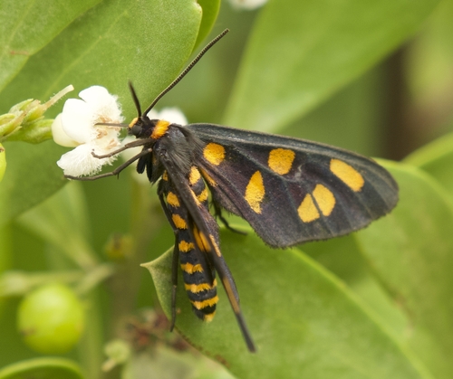 Myoporum boninense, photograph 5