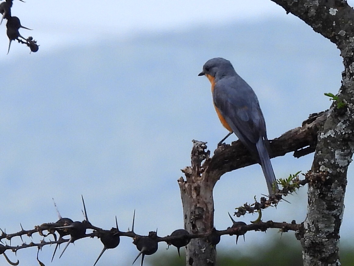 Silverbird (Empidornis semipartitus), photo 1