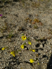 Leptosiphon chrysanthus