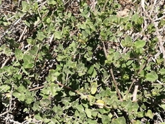 Acleisanthes