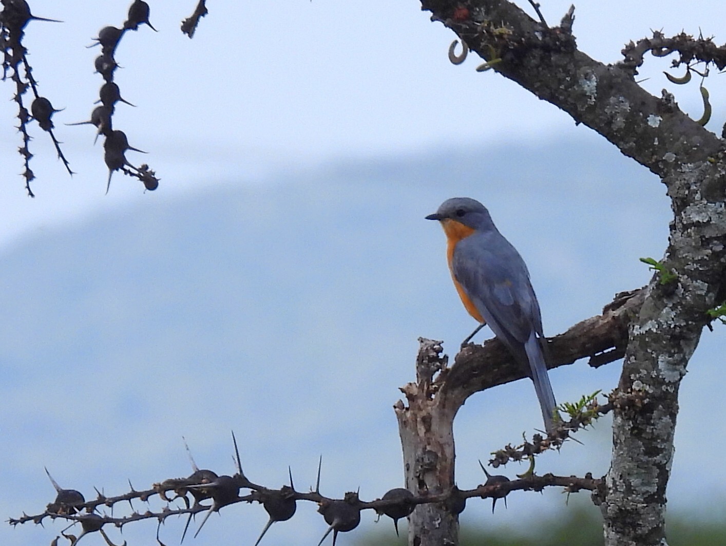 Silverbird (Empidornis semipartitus), photo 2