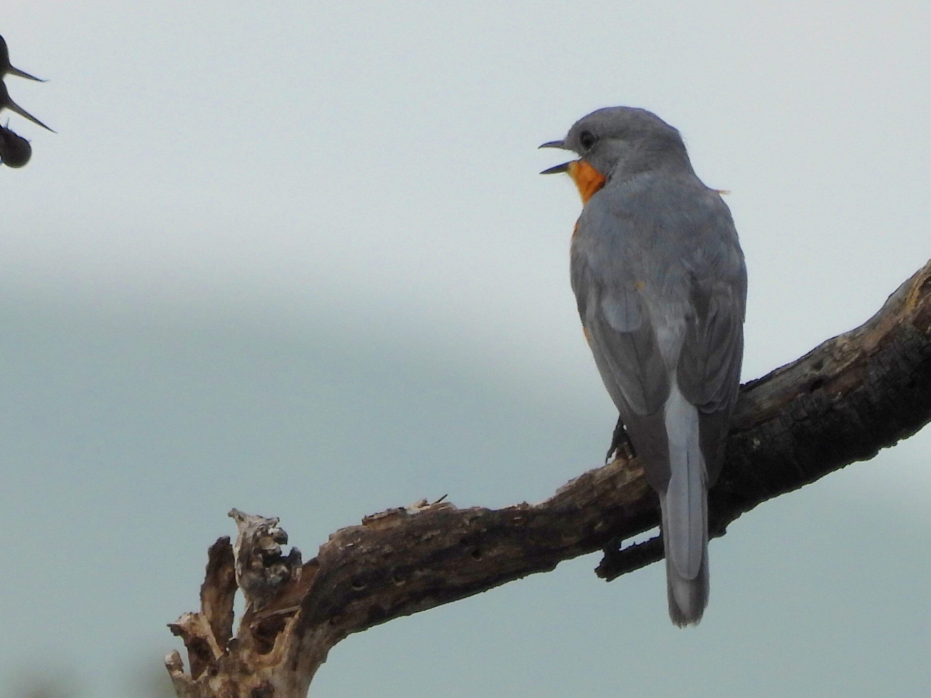 Silverbird (Empidornis semipartitus), photo 3