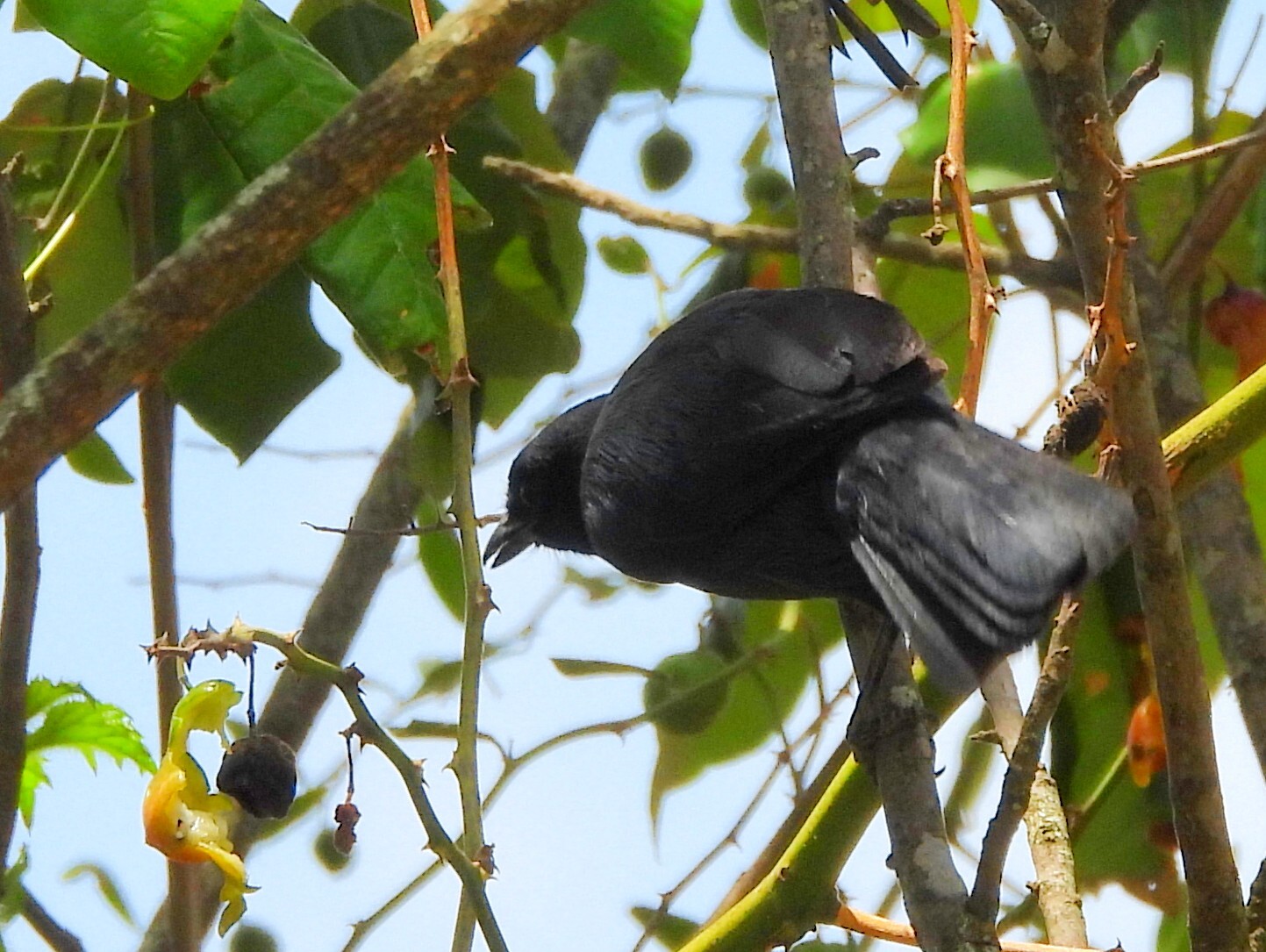 Slate-colored Boubou (Laniarius funebris), photo 1