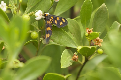 Myoporum boninense, photograph 6
