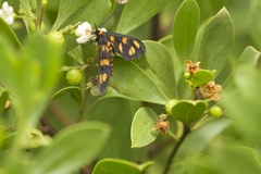 Myoporum boninense, photograph (c) Philwarb, some rights reserved (CC BY)