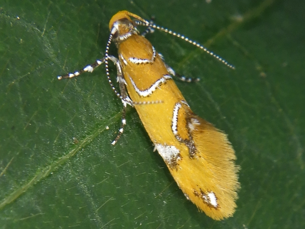 Promalactis odaiensis