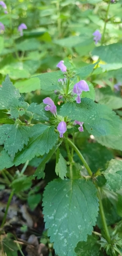 Spotted deadnettle