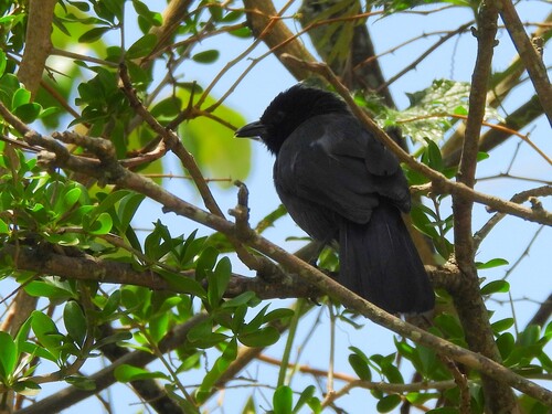 Slate-colored Boubou (Laniarius funebris), photo 2