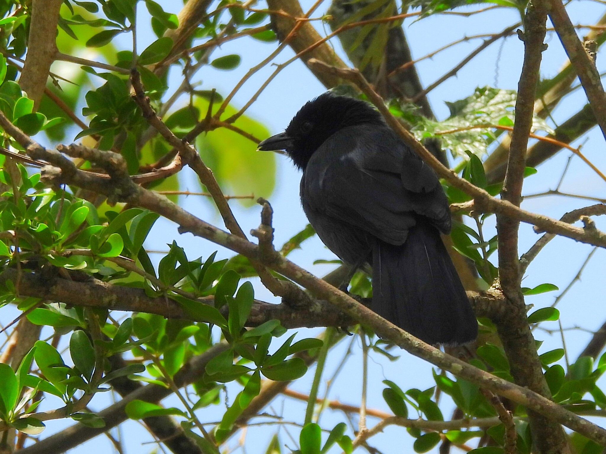 Slate-colored Boubou (Laniarius funebris), photo 2