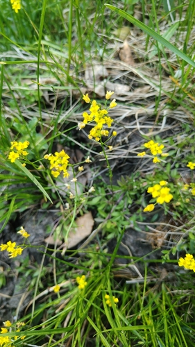Draba sibirica