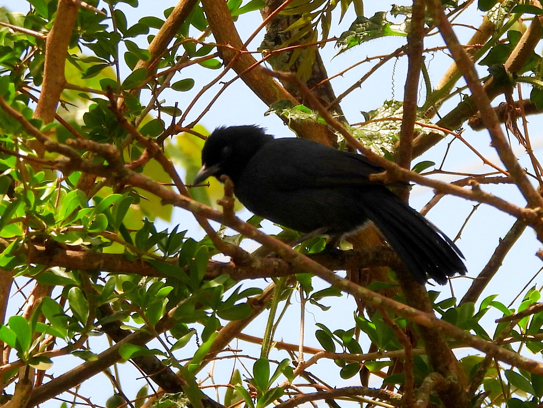 Slate-colored Boubou (Laniarius funebris), photo 3