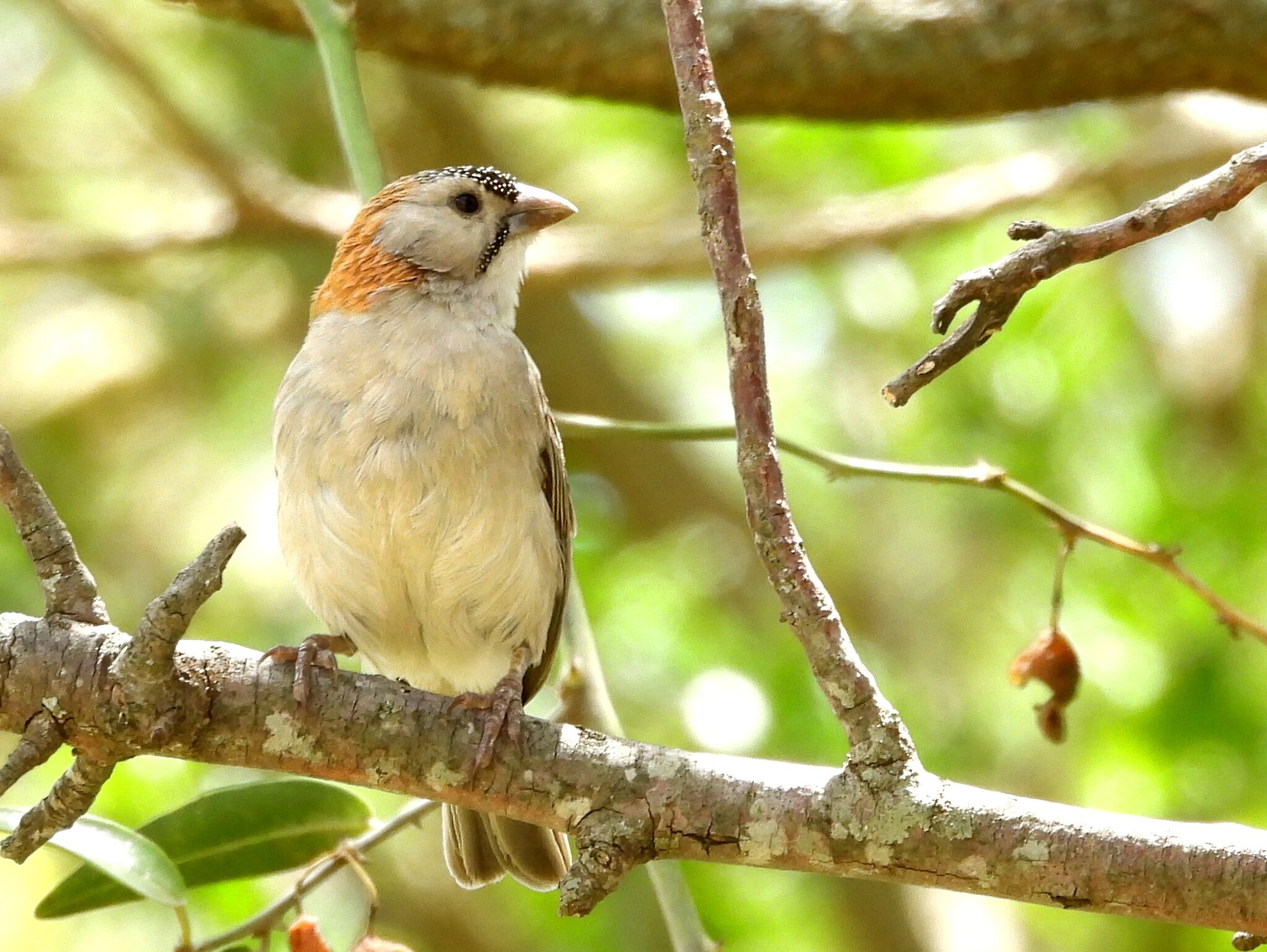 Speckle-fronted Weaver (Sporopipes frontalis), photo 3