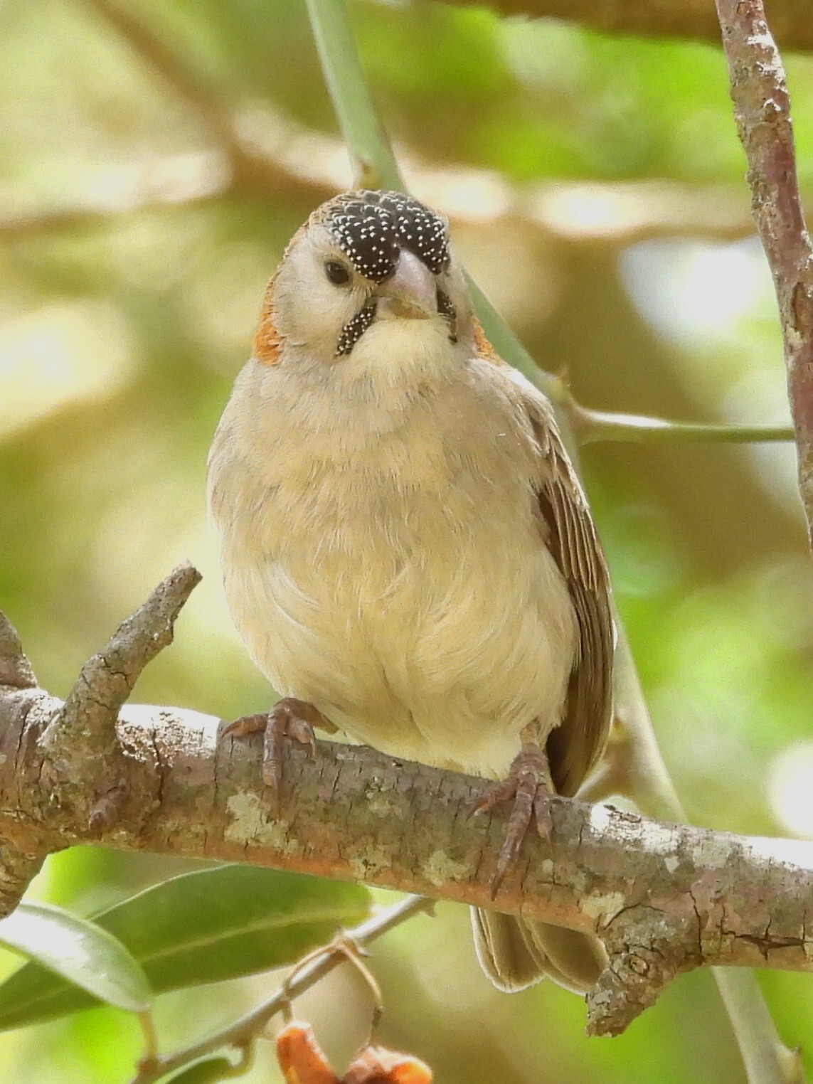 Speckle-fronted Weaver (Sporopipes frontalis), photo 4
