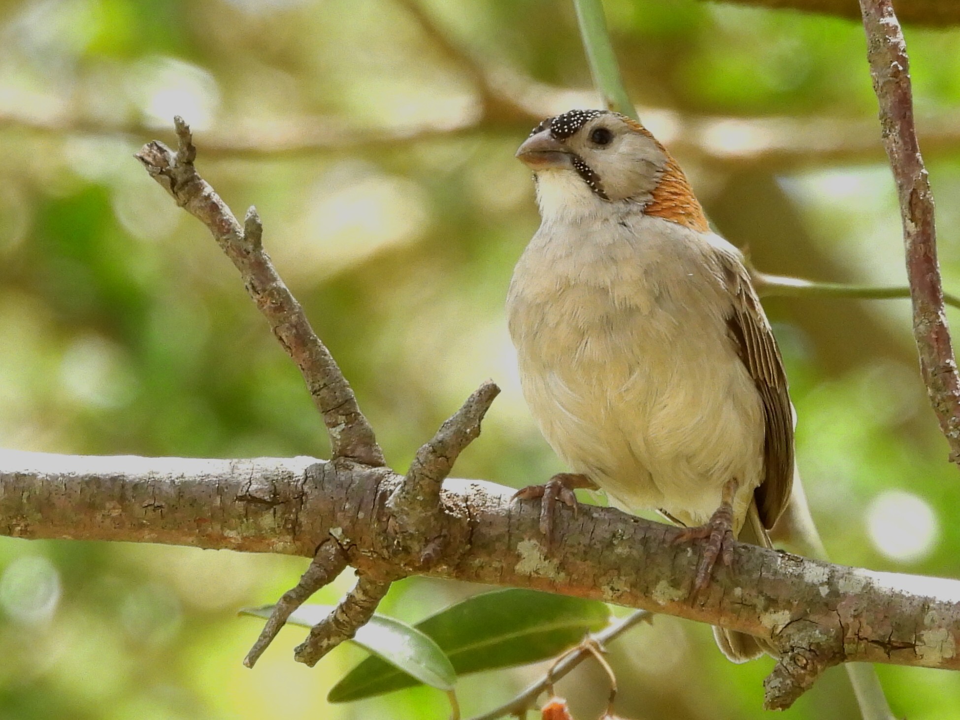 Speckle-fronted Weaver (Sporopipes frontalis), photo 5