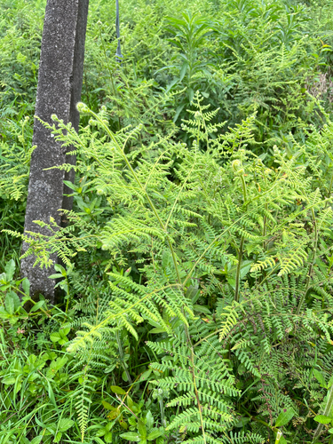Hypolepis punctata observed 2026-06-24