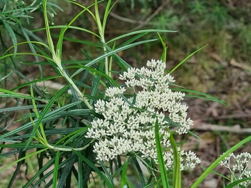 Cassinia longifolia, photograph 1