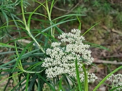 Cassinia longifolia, photograph (c) Jane Canaway, some rights reserved (CC BY)