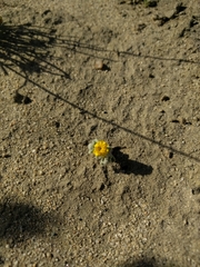 Eriophyllum wallacei