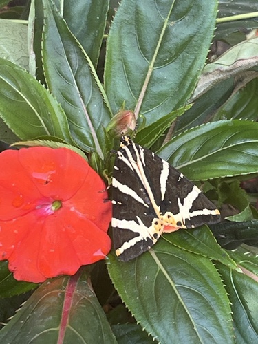 Jersey Tiger