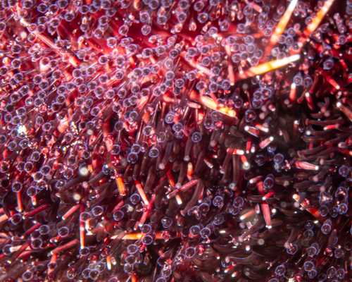 Tripneustes gratilla observed 2026-06-19