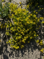 Lepidium flavum
