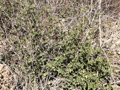Acleisanthes