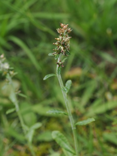 Gamochaeta americana, photograph 3