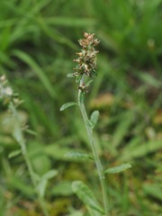 Gamochaeta americana, photograph (c) ITÔ, Hiroki, some rights reserved (CC BY)