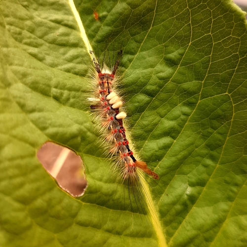 Rusty Tussock Moth