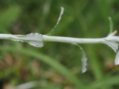 Gamochaeta americana, photograph (c) ITÔ, Hiroki, some rights reserved (CC BY)